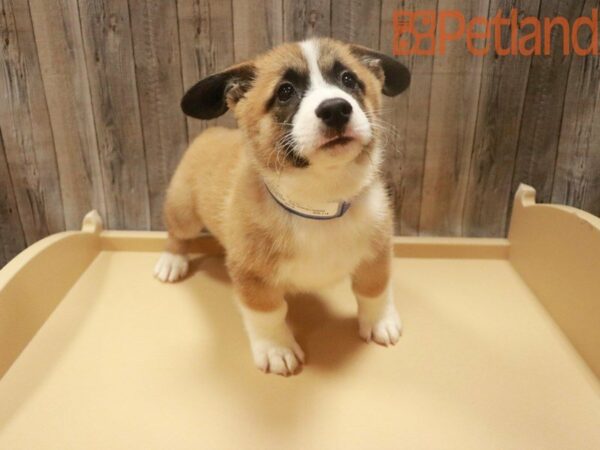 Pembroke Welsh Corgi DOG Male Red / White 27729 Petland Racine, Wisconsin