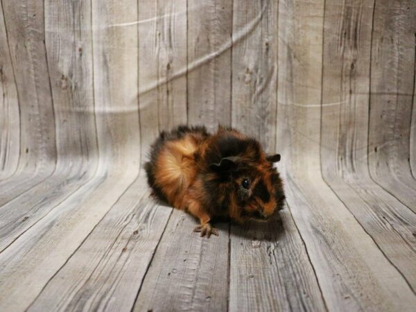 Abyssinian Guinea Pig GUINEA PIG Female 27711 Petland Racine, Wisconsin