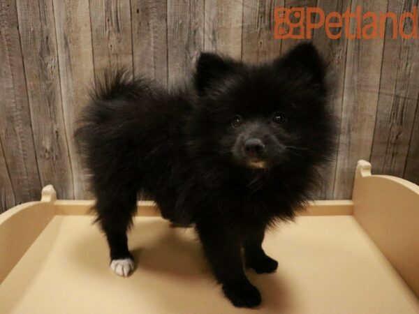 Pomeranian DOG Female Black 27755 Petland Racine, Wisconsin