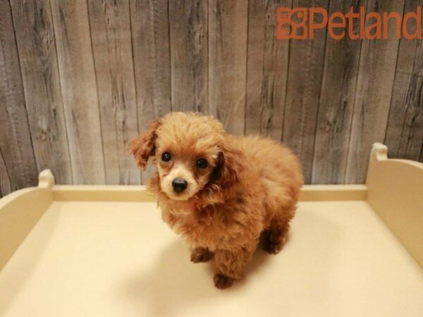 Poodle DOG Female Red 27758 Petland Racine, Wisconsin