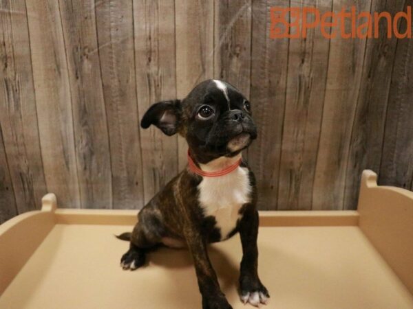 Bug-DOG-Female-Black Brindle-27798-Petland Racine, Wisconsin