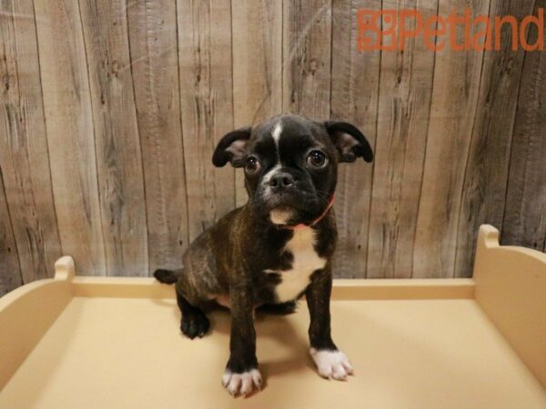 Bug-DOG-Male-Black Brindle-27797-Petland Racine, Wisconsin