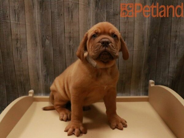 Dogue De Bordeaux-DOG-Male--27789-Petland Racine, Wisconsin