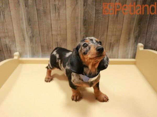 Dachshund DOG Female 27788 Petland Racine, Wisconsin