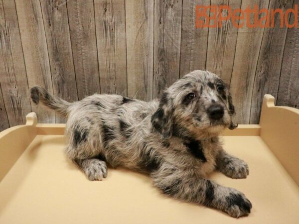 Mini Labradoodle DOG Male Blue Merle 27783 Petland Racine, Wisconsin