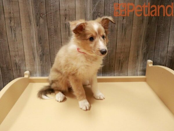 Shetland Sheepdog DOG Female Red Merle 27780 Petland Racine, Wisconsin