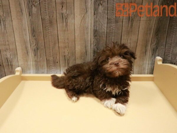 Havanese DOG Female Chocolate 27777 Petland Racine, Wisconsin