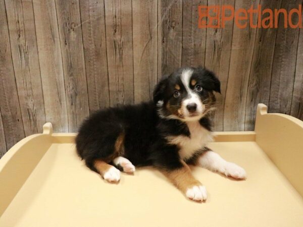 Australian Shepherd DOG Male Tri-Colored 27771 Petland Racine, Wisconsin