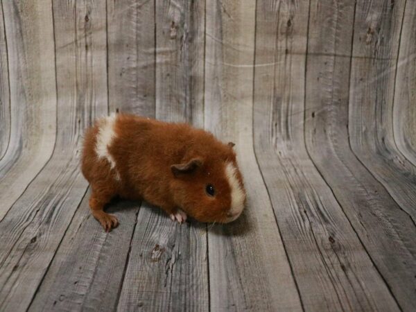 Teddy GUINEA PIG Male 27804 Petland Racine, Wisconsin