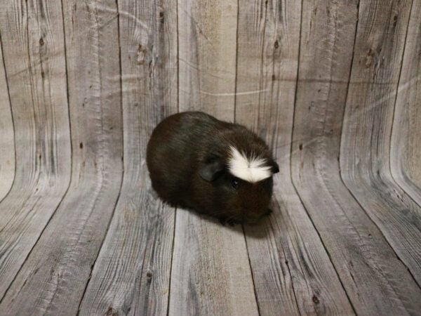 Crested GUINEA PIG Male 27806 Petland Racine, Wisconsin