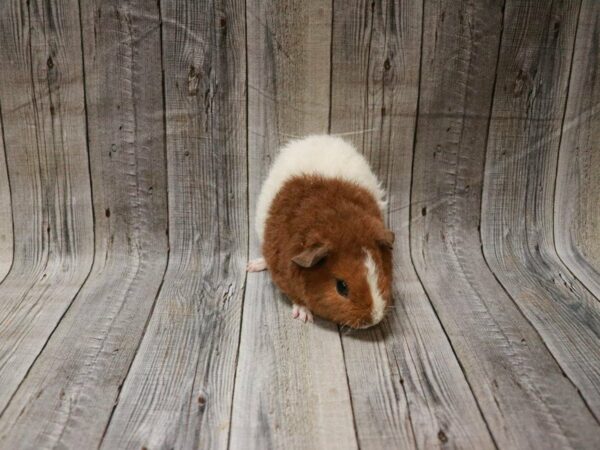 Teddy GUINEA PIG Male 27803 Petland Racine, Wisconsin