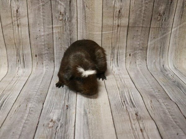 Crested GUINEA PIG Male 27805 Petland Racine, Wisconsin