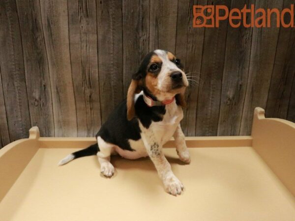 Beagle DOG Female Black Tan / White 27815 Petland Racine, Wisconsin