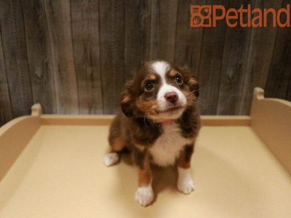 Australian Shepherd DOG Female Red / White 27810 Petland Racine, Wisconsin