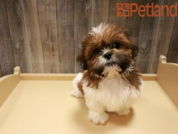 Shih Tzu DOG Male Brown / White 27809 Petland Racine, Wisconsin