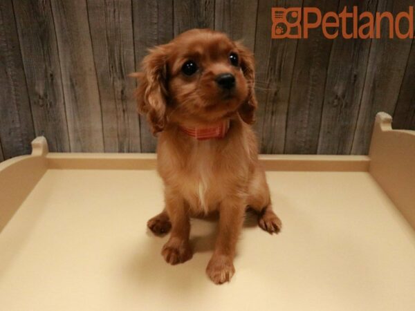 Cavalier King Charles Spaniel DOG Female Ruby 27807 Petland Racine, Wisconsin