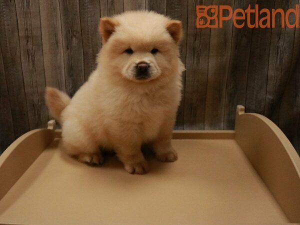 Chow Chow DOG Male Cream 27852 Petland Racine, Wisconsin