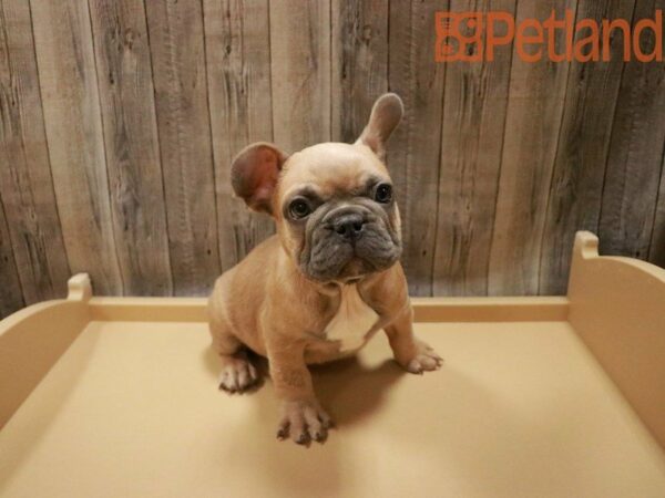 French Bulldog DOG Male Blue Fawn 27849 Petland Racine, Wisconsin