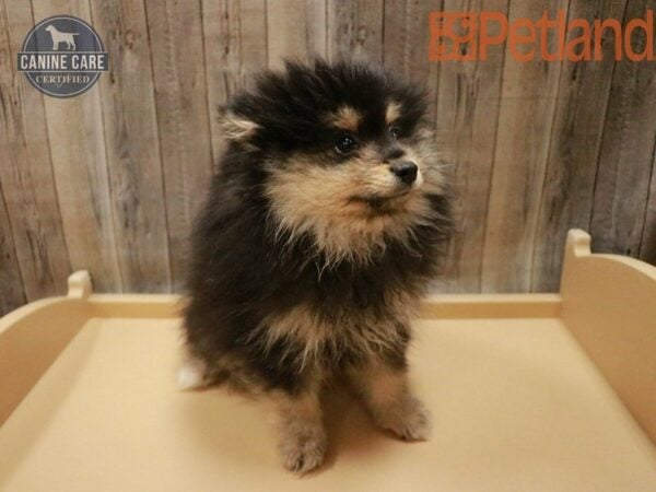 Pomeranian DOG Male Black / Tan 27848 Petland Racine, Wisconsin