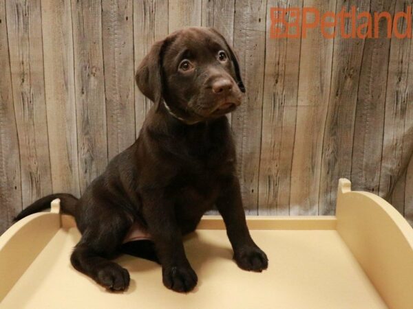 Labrador Retriever DOG Female Chocolate 27847 Petland Racine, Wisconsin