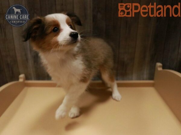 Shetland Sheepdog DOG Female Sable / White 27846 Petland Racine, Wisconsin