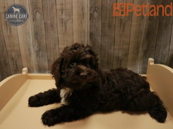 Cock A Poo-DOG-Male-Chocolate-27845-Petland Racine, Wisconsin