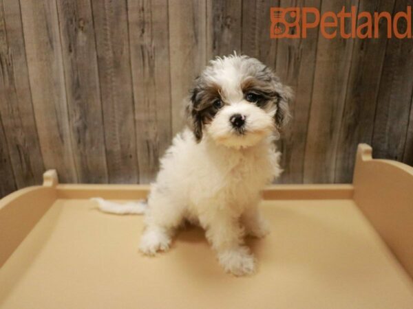 Cavapoo DOG Female White 27844 Petland Racine, Wisconsin