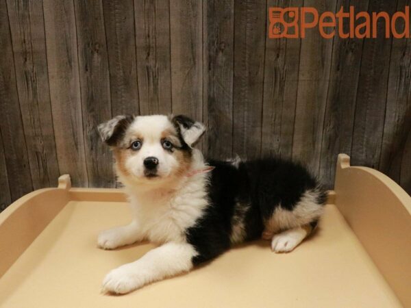 Miniature American Shepherd/Australian Shepherd-DOG-Female-Blue Merle-27843-Petland Racine, Wisconsin