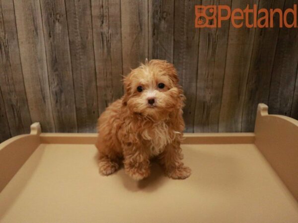 Poodle/Maltese DOG Female Cream 27839 Petland Racine, Wisconsin