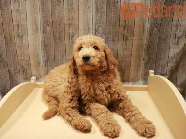 Goldendoodle-DOG-Female-Cream-27838-Petland Racine, Wisconsin