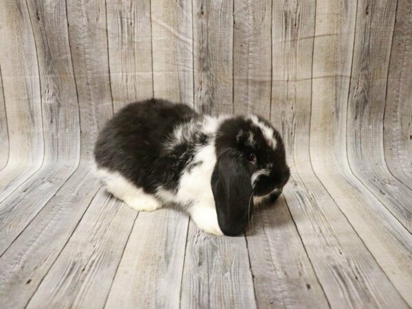 Mini Lop RABBIT Male 27832 Petland Racine, Wisconsin