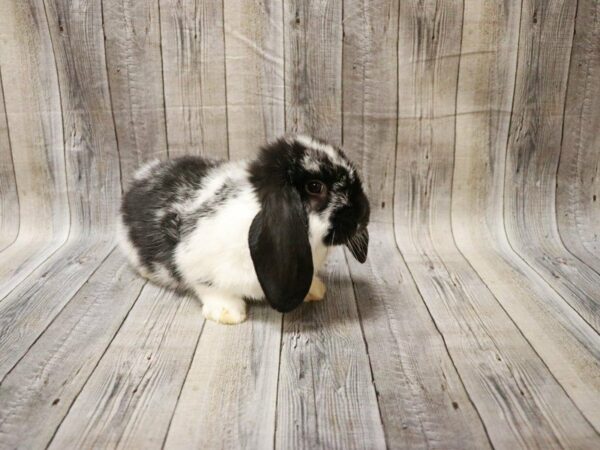 Mini Lop RABBIT Male 27831 Petland Racine, Wisconsin