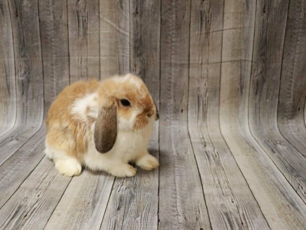 Holland Lop-RABBIT-Female--27835-Petland Racine, Wisconsin