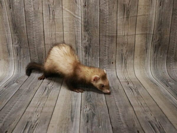 Ferret FERRET Female 27830 Petland Racine, Wisconsin