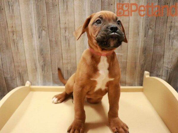 Boxer/Dogue De Bordeaux DOG Male Mahogany 27891 Petland Racine, Wisconsin