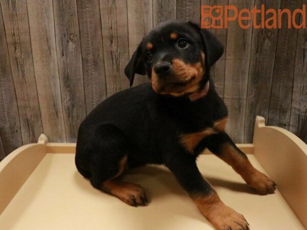 Rottweiler DOG Female Black / Tan 27888 Petland Racine, Wisconsin