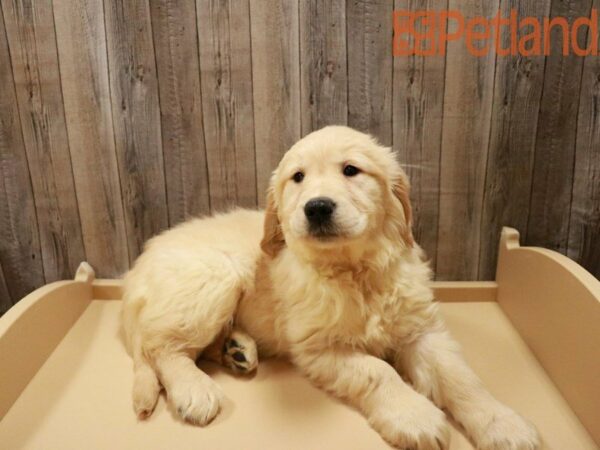 Golden Retriever DOG Female Cream 27885 Petland Racine, Wisconsin