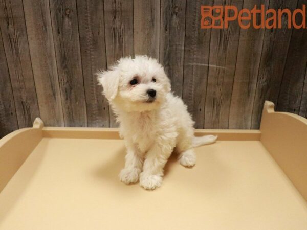 Bichon Frise DOG Female White 27884 Petland Racine, Wisconsin