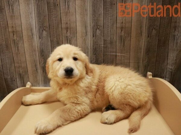 Golden Retriever-DOG-Male-Cream-27883-Petland Racine, Wisconsin