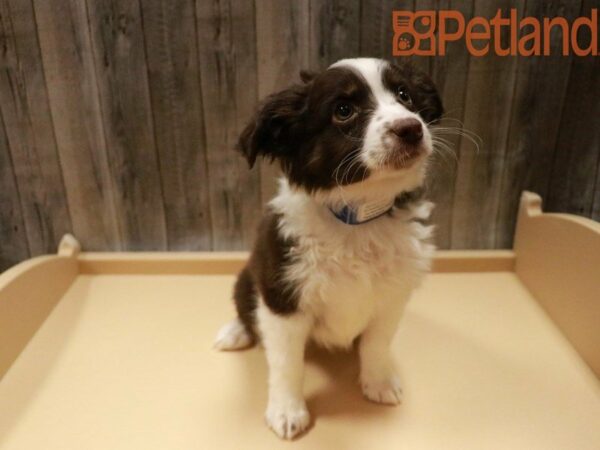 Miniature Australian Shepherd DOG Male Red / White 27882 Petland Racine, Wisconsin