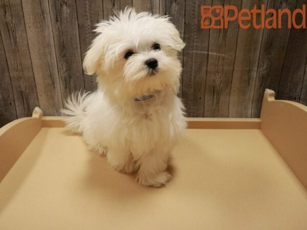 Maltese-DOG-Female-White-27881-Petland Racine, WI