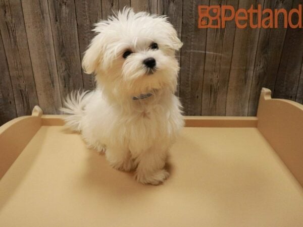 Maltese DOG Female White 27881 Petland Racine, Wisconsin