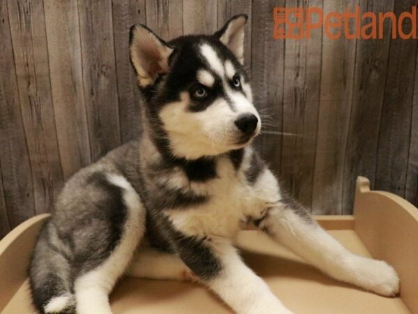 Siberian Husky DOG Male Black / White 27880 Petland Racine, Wisconsin