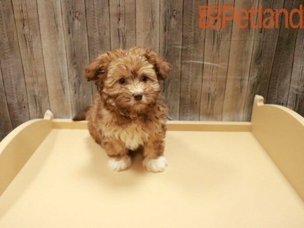 Havanese DOG Female Chocolate 27879 Petland Racine, Wisconsin