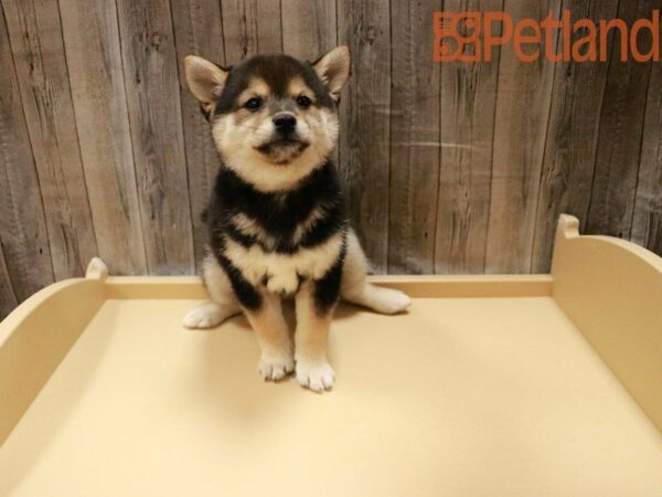 Shiba Inu DOG Female Tan / Black 27878 Petland Racine, Wisconsin