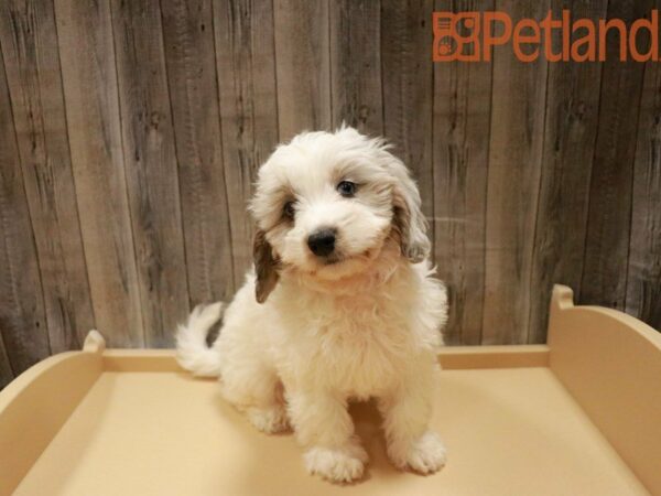 Doxiepoo DOG Female White 27877 Petland Racine, Wisconsin