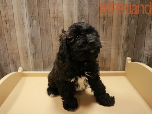 Cockapoo DOG Male Black 27875 Petland Racine, Wisconsin