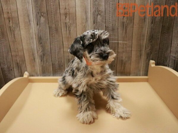 Miniature Schnauzer DOG Female Blue Merle 27873 Petland Racine, Wisconsin