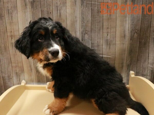 Bernese Mountain Dog-DOG-Male-Black Tan / White-27872-Petland Racine, Wisconsin