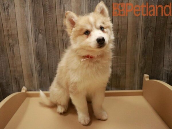 Pomsky 2nd Gen DOG Female Red Merle 27871 Petland Racine, Wisconsin